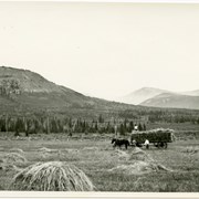 Cover image of Old Ranch- Govt Ranch, Yaha Tinda